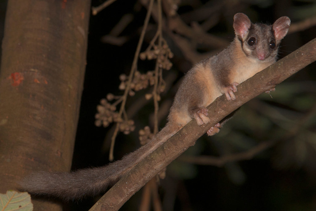 Leadbeater's Possum photo - The ANiMOZ Aussie Wildlife Vote 2020 - ANiMOZ Booster Pack