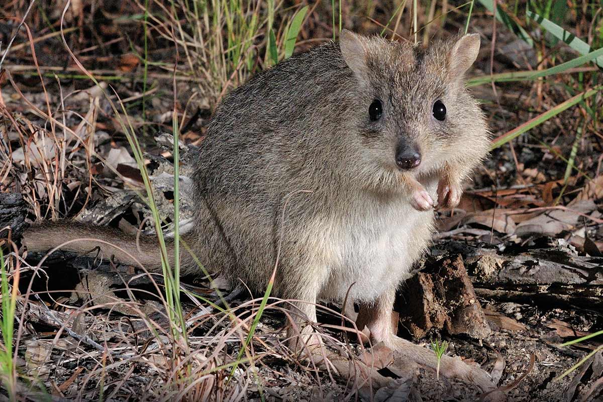 Northern Bettong - ANiMOZ - Fight for Survival