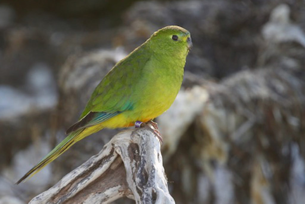 Orange-bellied parrot photo - The ANiMOZ Aussie Wildlife Vote 2020 - ANiMOZ Booster Pack - Conservation - Australian animals - Endangered species