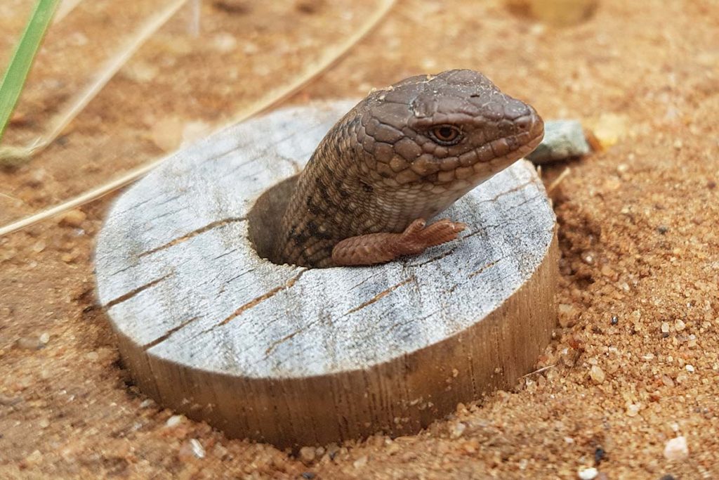 Pygmy Bluetongue photo - The ANiMOZ Aussie Wildlife Vote 2020 - ANiMOZ Booster Pack - Conservation - Australian animals - Endangered species