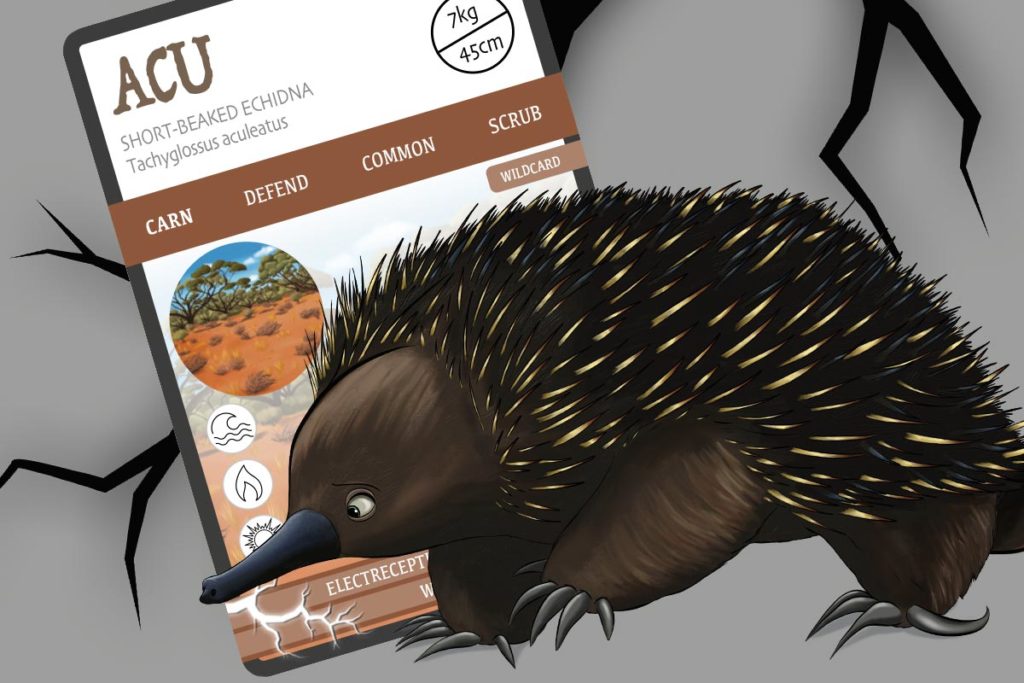 Short-beaked echidna - ACU - ANiMOZ - trading card game - Australian wildlife - species report