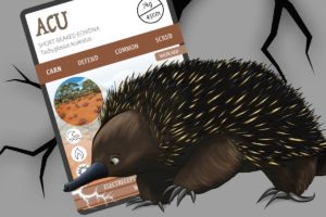 Short-beaked echidna - ACU - ANiMOZ - trading card game - Australian wildlife - species report