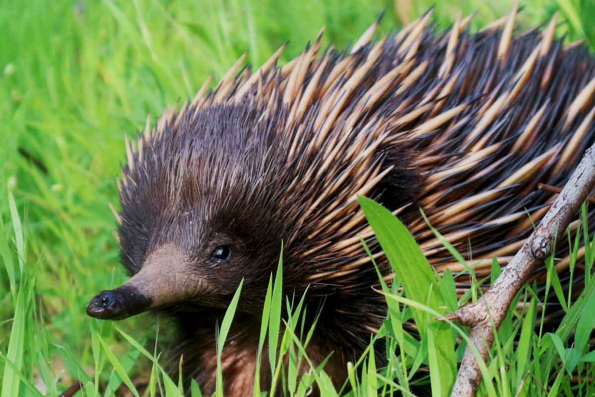 Species Report ACU the Short  beaked  echidna  Tachyglossus 