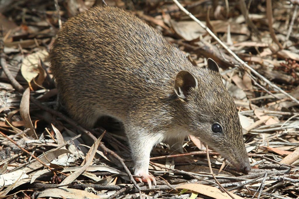 Southern brown bandicoot photo - The ANiMOZ Aussie Wildlife Vote 2020 - ANiMOZ Booster Pack - Conservation - Australian animals - Endangered species