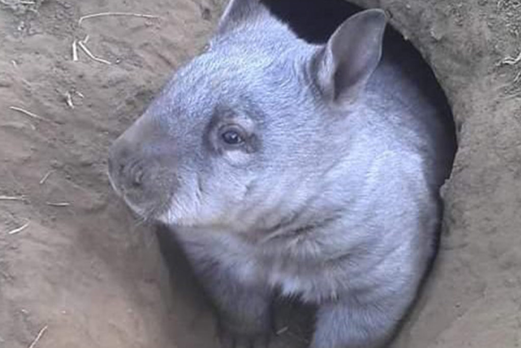 Southern hairy-nosed wombat photo - The ANiMOZ Aussie Wildlife Vote 2020 - ANiMOZ Booster Pack - Conservation - Australian animals - Endangered species