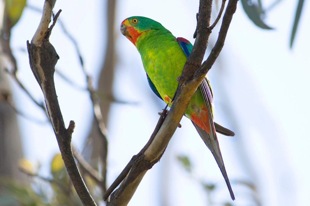 Bob Brown Foundation - Swift parrot photo - The ANiMOZ Aussie Wildlife Vote 2020 - ANiMOZ Booster Pack