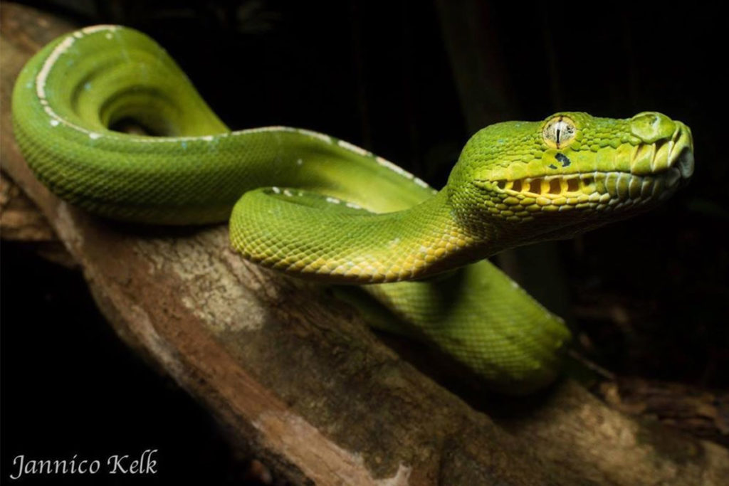 Green Tree Python The ViRiD Species Report ANiMOZ Fight For Survival