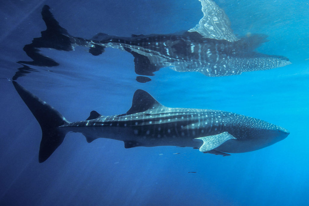 Ecocean - Whale Shark under water - The ANiMOZ Aussie Wildlife Vote 2020 - ANiMOZ Booster Pack