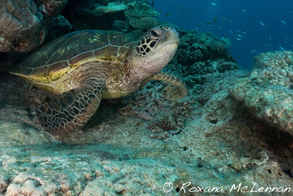 Green Sea Turtle photo - The ANiMOZ Aussie Wildlife Vote 2020 - ANiMOZ Booster Pack - Conservation - Australian animals - Endangered species