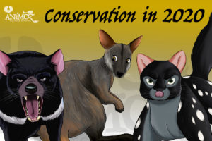 Foundation for Australia's Most Endangered Species - ANiMOZ Conservation 2020 - Brush-tailed rock-wallaby, Tasmanian devil, Eastern quoll, Australian wildlife, conservation, endangered species,