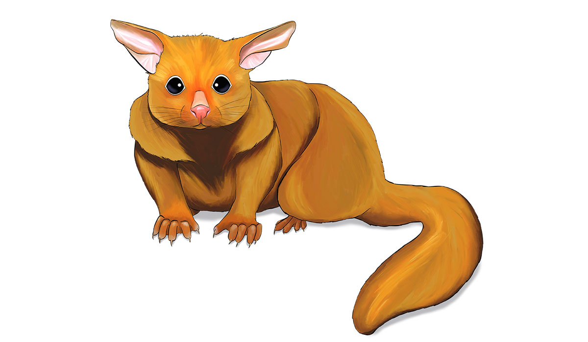 FULi - ANiMOZ - Card game - Australian animals - Wildlife education - Golden brushtail possum