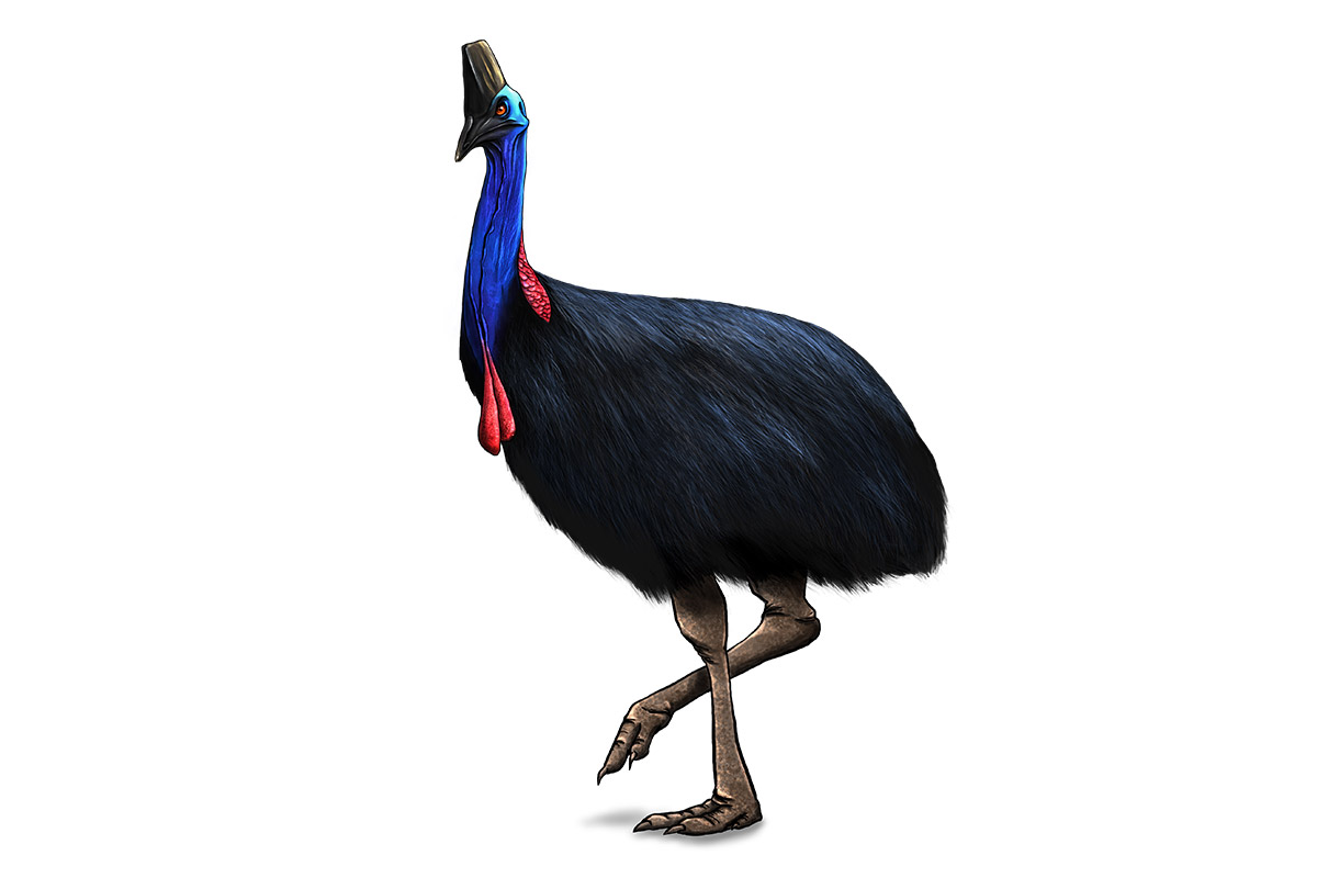 ARiUS - Cassowary - ANiMOZ - Fight for Survival - Australian animals collectible card game - Species profile - Booster Cards