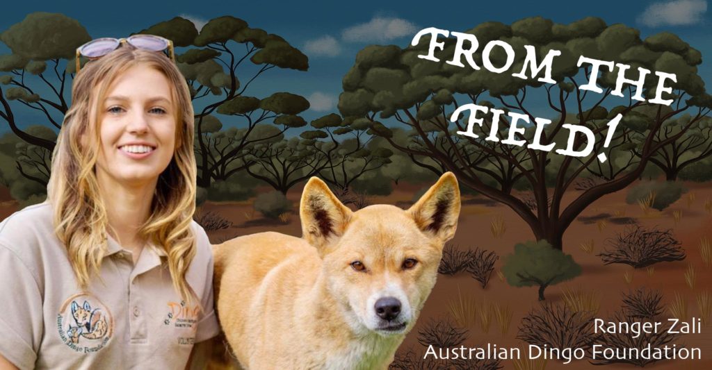 From the Field: Ranger Zali from the Australian Dingo Foundation