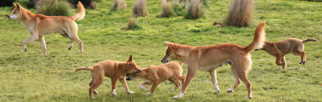 Australian Dingo Foundation - iNGO the Dingo - Facts about Dingoes - ANiMOZ - Card game of Australian animals