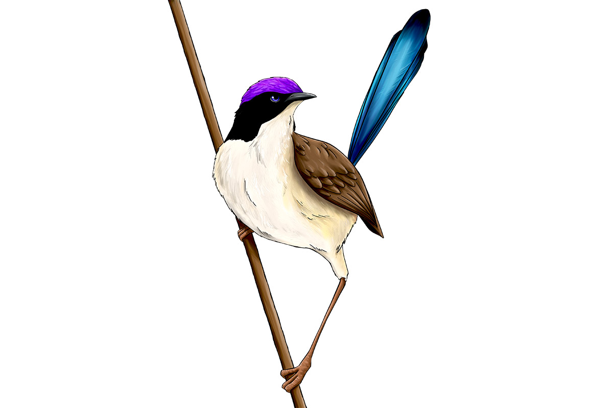 CORO the Purple-Crowned Fairywren - ANiMOZ - Fight for Survival - Australian animals collectible card game - Species profile - Booster Cards