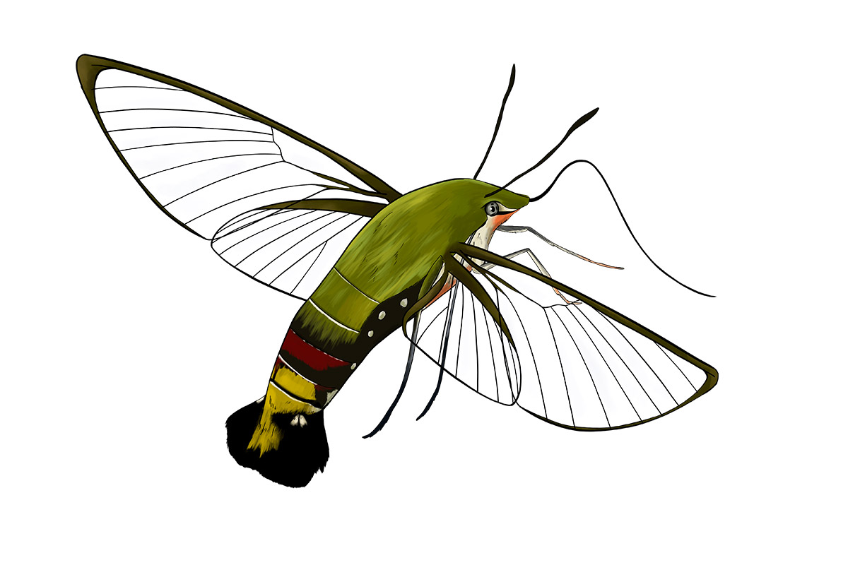 https://animoz.world/wp-content/uploads/2022/01/HYLAS-Pellucid-Hawk-Moth-Australian-animal.jpg