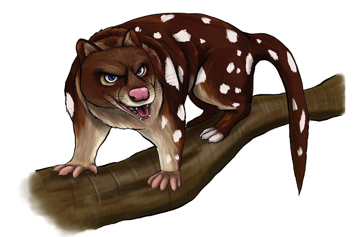 MACULA the Tiger Quoll Spotted-Tail Quoll - ANiMOZ - Fight for Survival - Australian animals collectible card game - Species profile - Booster Cards