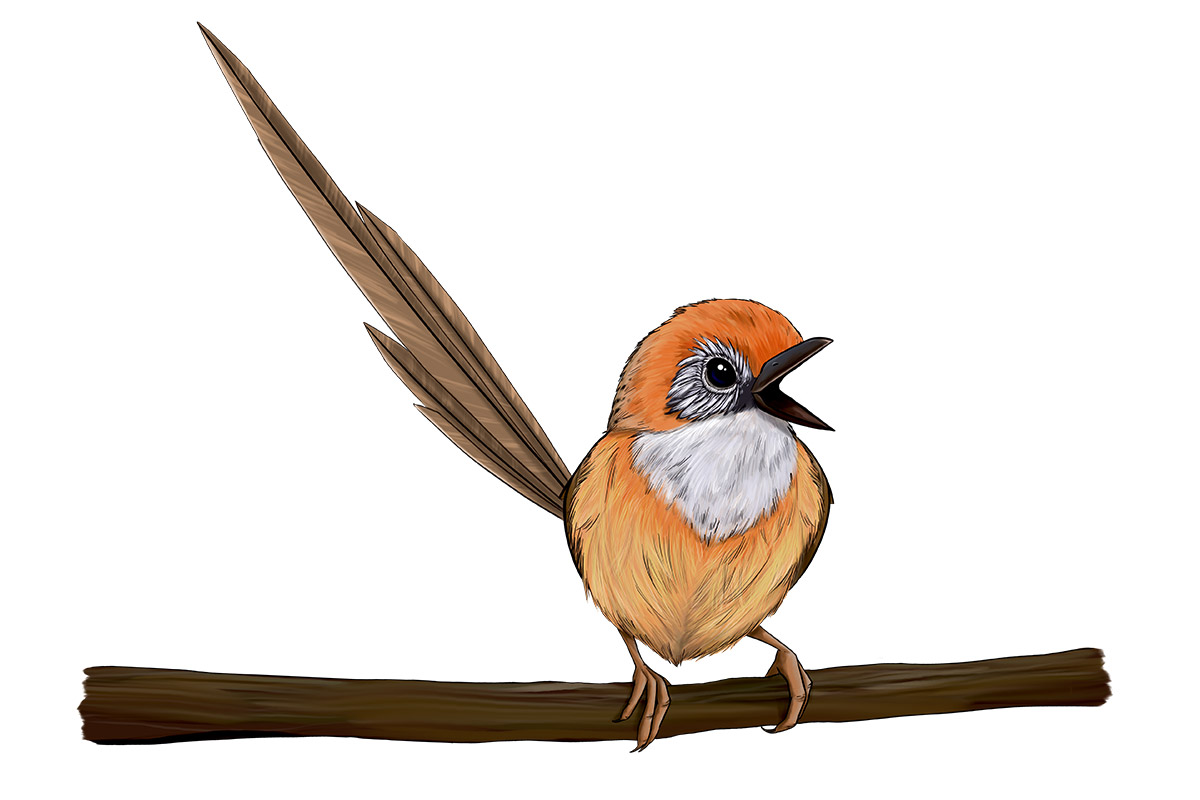 MAL the Mallee Emu-Wren - ANiMOZ - Fight for Survival - Australian animals collectible card game - Species profile - Booster Cards