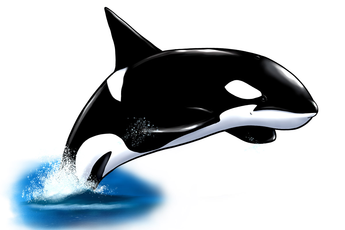 killer whales clipart