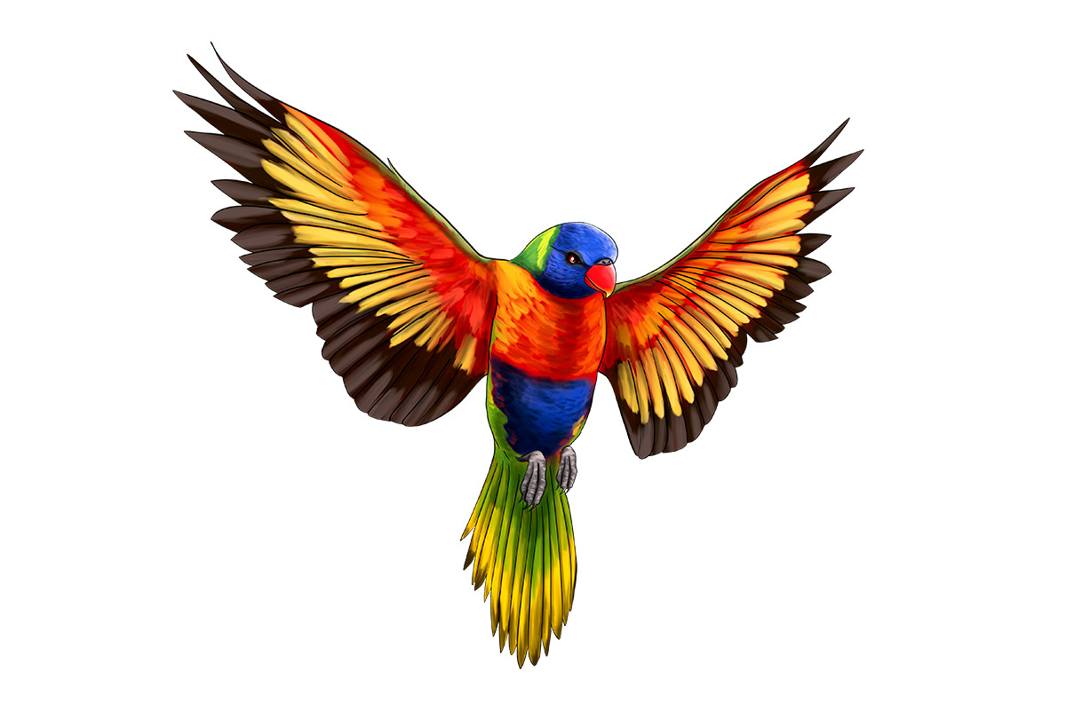 OLU the Rainbow Lorikeet - ANiMOZ - Fight for Survival - Australian animals collectible card game - Species profile - Booster Cards