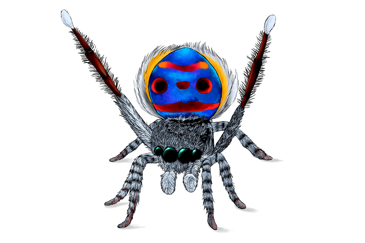 OSUS the Coastal Peacock Spider - ANiMOZ - Fight for Survival - Australian animals collectible card game - Species profile - Booster Cards