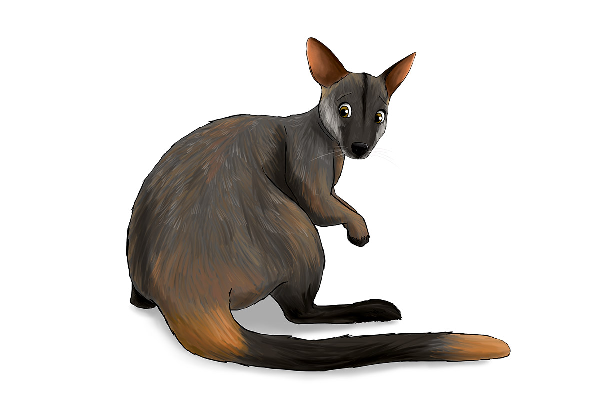 PENiCi the Brush-Tailed Rock-Wallaby - ANiMOZ - Fight for Survival - Australian animals collectible card game - Species profile - Booster Cards