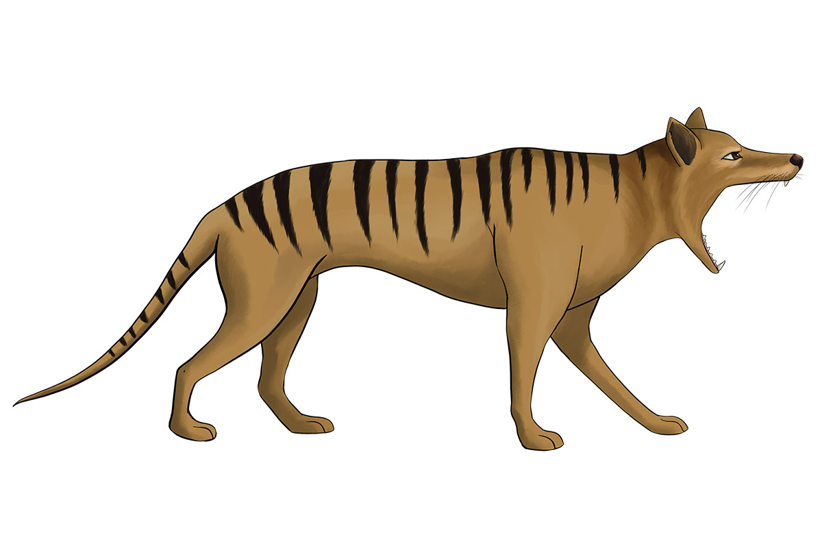 PHALU Tasmanian Tiger Thylacine - ANiMOZ - Fight for Survival