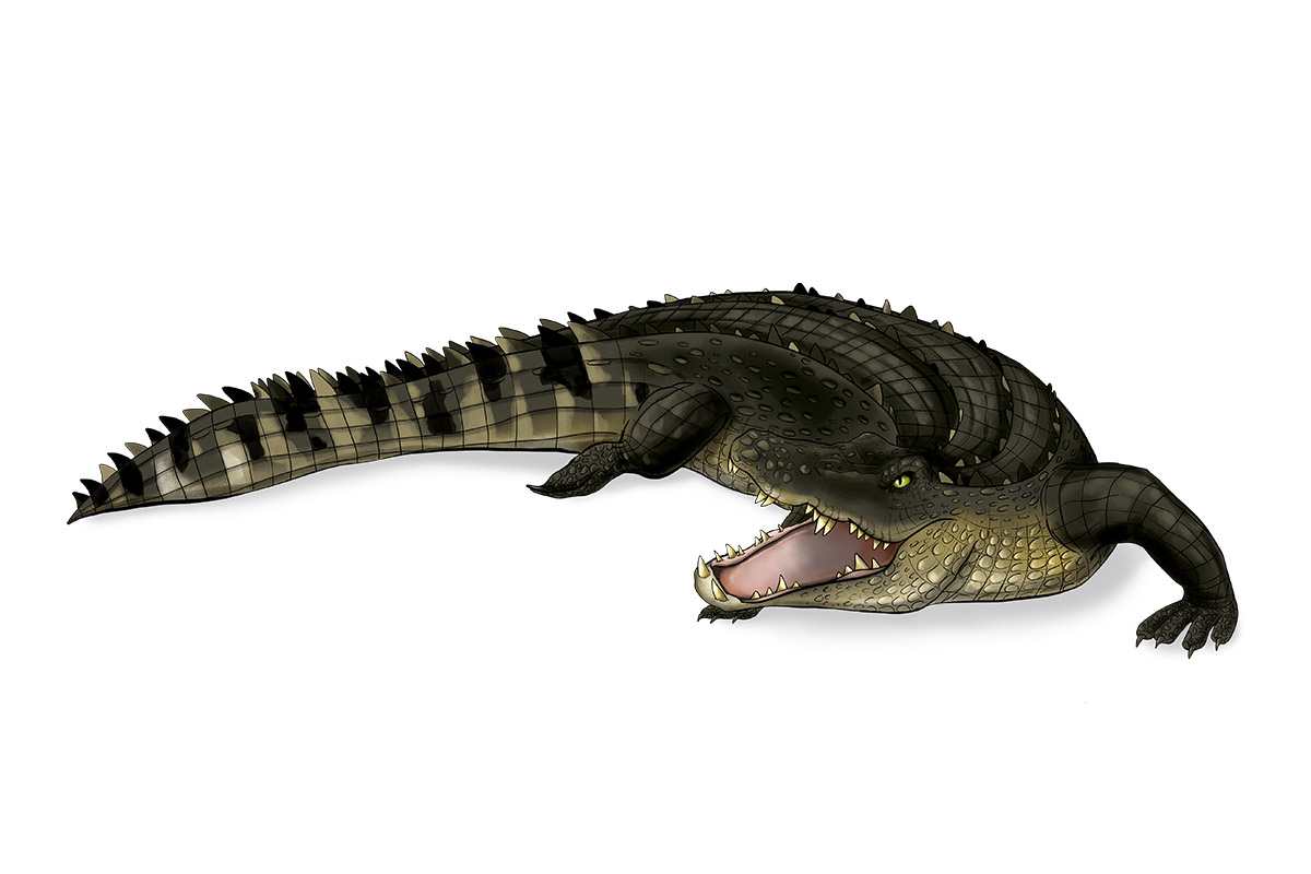 Le Crocodile Porosus