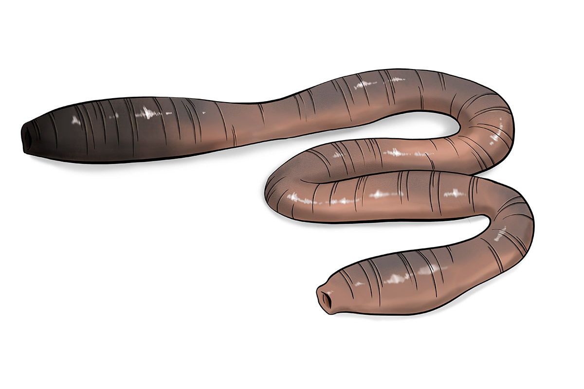 Giant earthworm