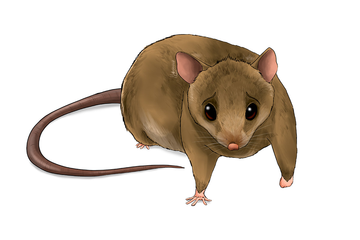 RUBi the Bramble Cay Melomys - ANiMOZ - Fight for Survival - Australian animals collectible card game - Species profile - Booster Cards
