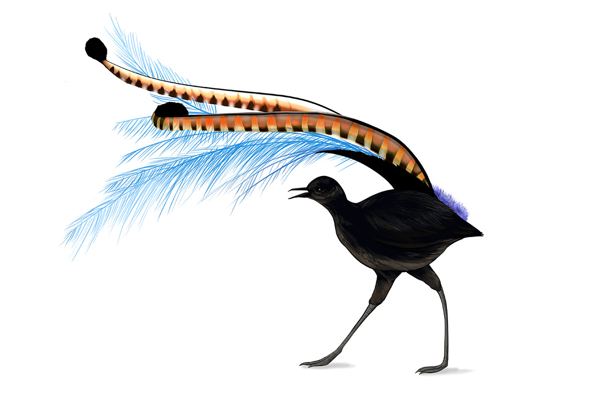 VAEHO Superb Lyrebird - ANiMOZ - Fight for Survival