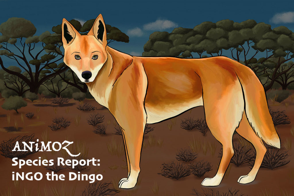 iNGO Dingo Australian Wildlife Trading Card Game Animal Facts Education